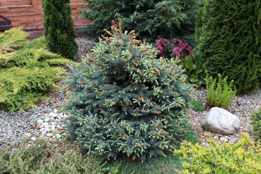 Ель ситхинская Picea sitchensis 'Silberzwerg