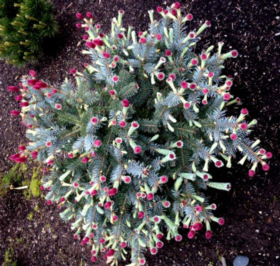 Пихта Abies Koreana