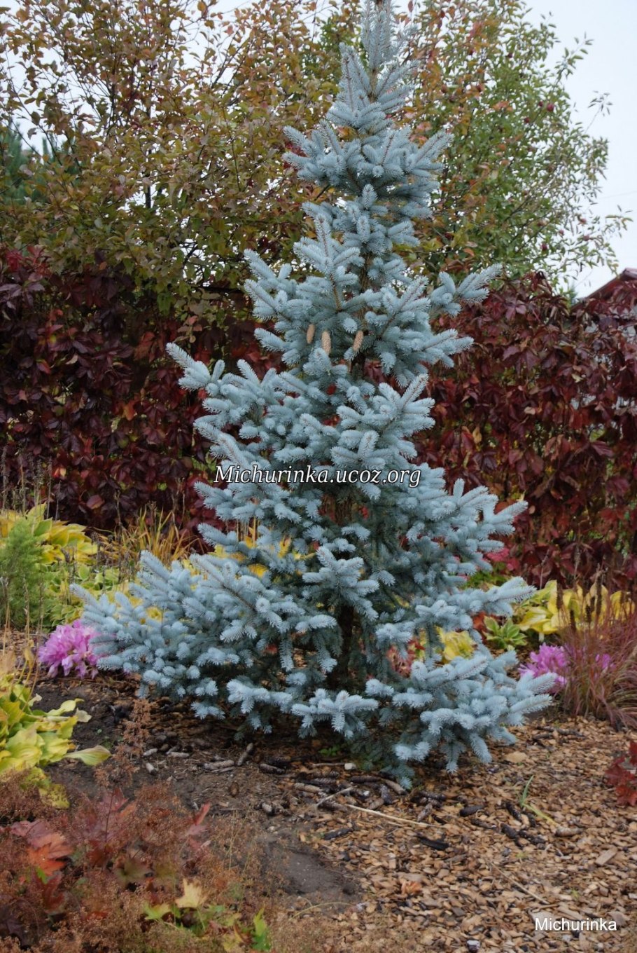 Ель Хупси шишки