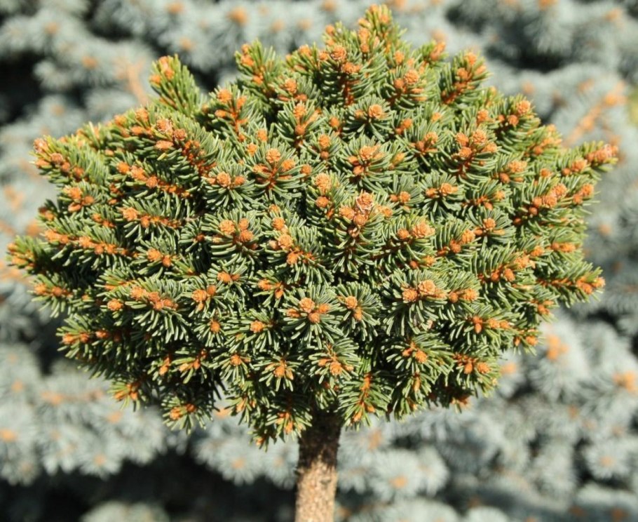 Picea Hermann Naue