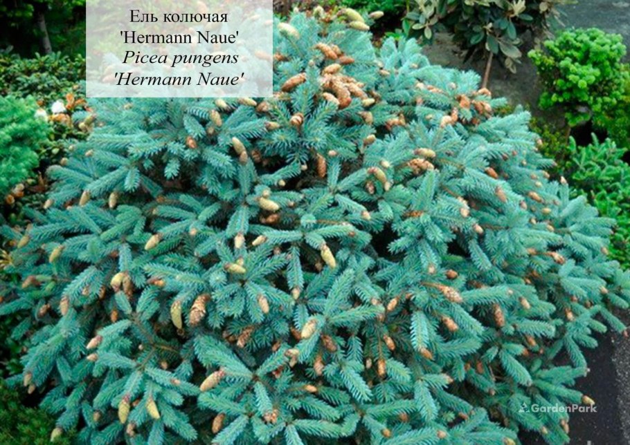 Ель Picea pungens Hermann Naue