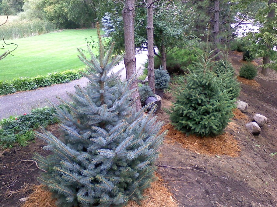 Picea Mariana Beissneri
