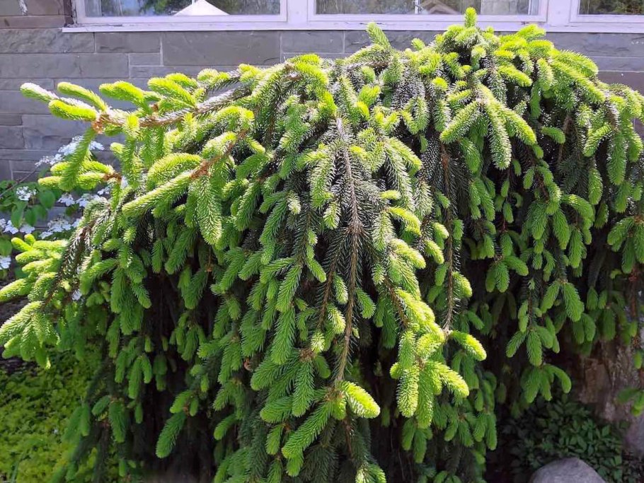 Ель (Picea conica December p9)