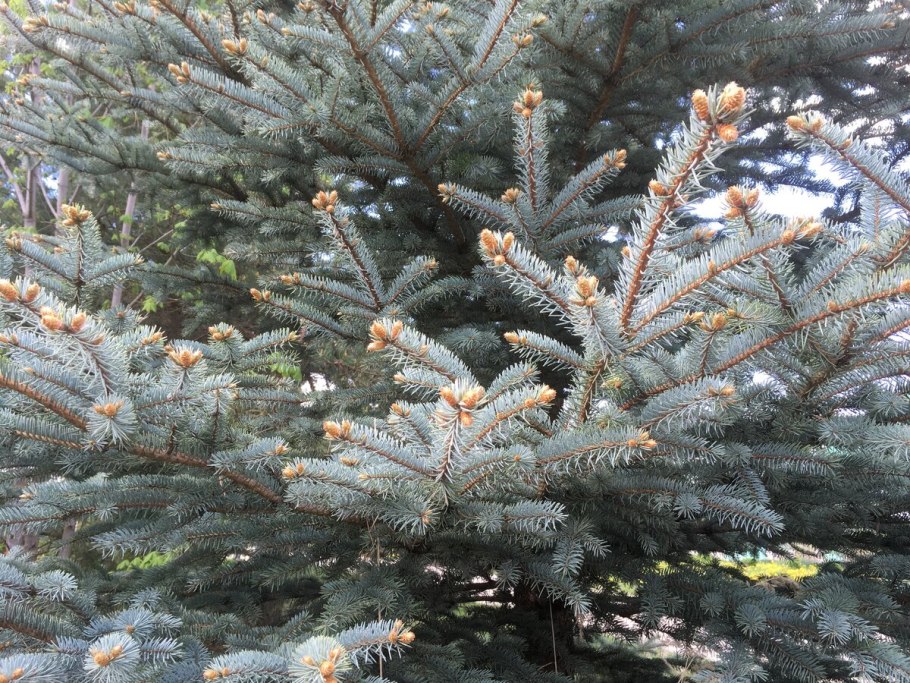 Ель обыкновенная Форманек