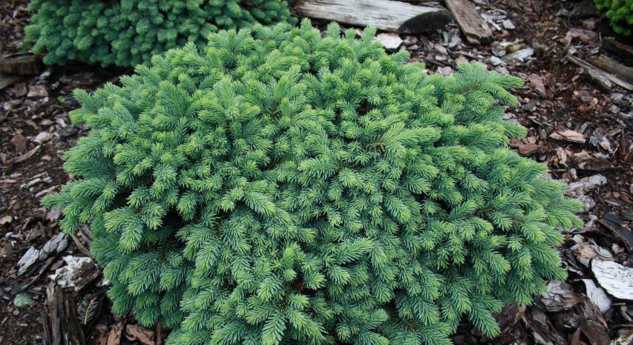 Можжевельник Сиберника