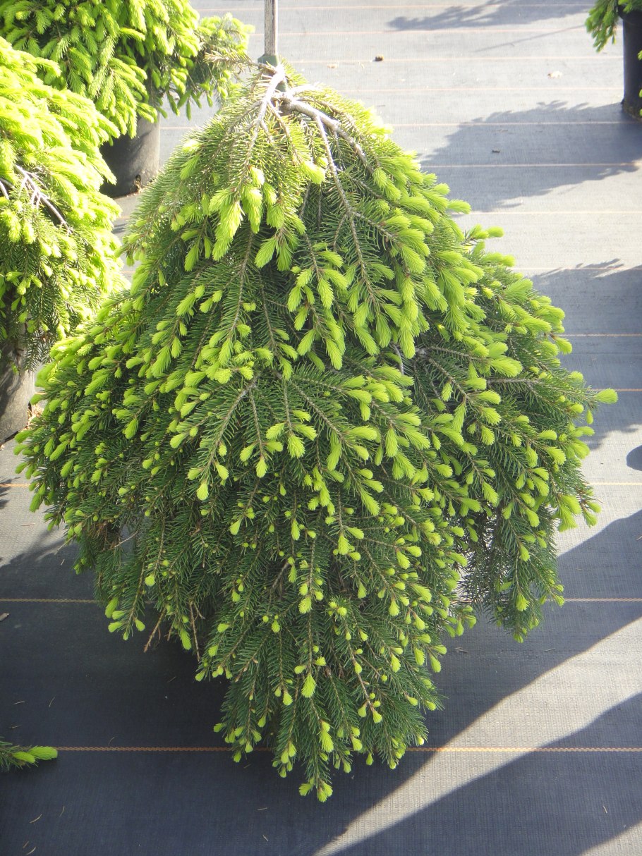 Ель колючая Монтгомери