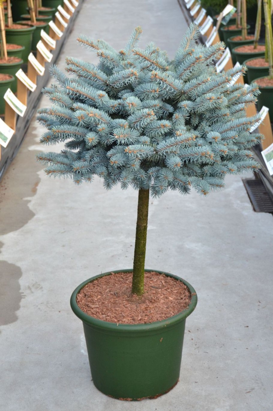 Разноцветная елка