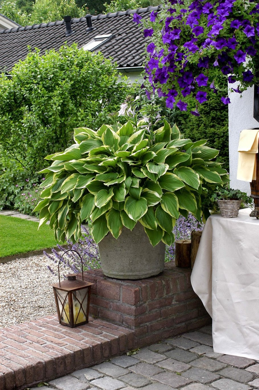 Клумбы с самшитом,хостой, гортензией