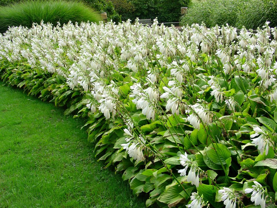 Хоста Уайт Фезе