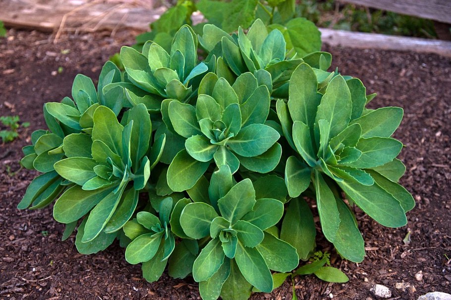 Пион + герань великолепная + манжетка;