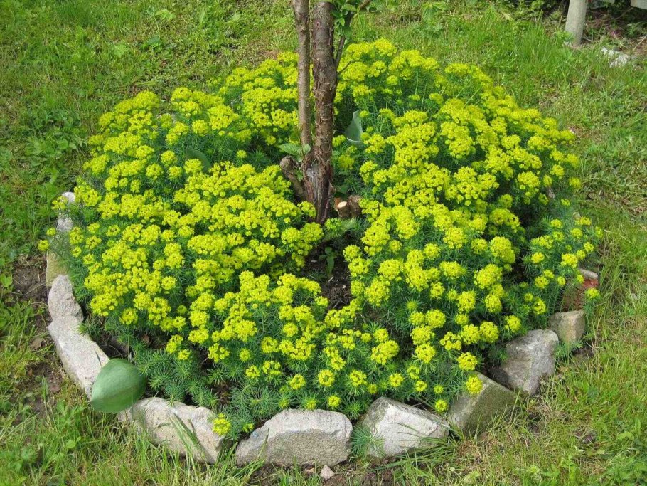 Многолетние долгоцветущие хризантемы