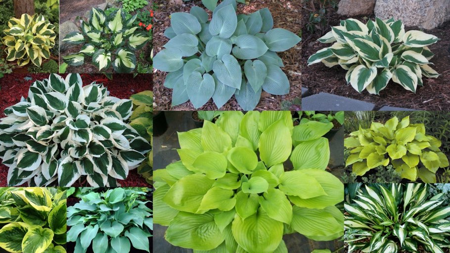 Клумба Хоста и астильба