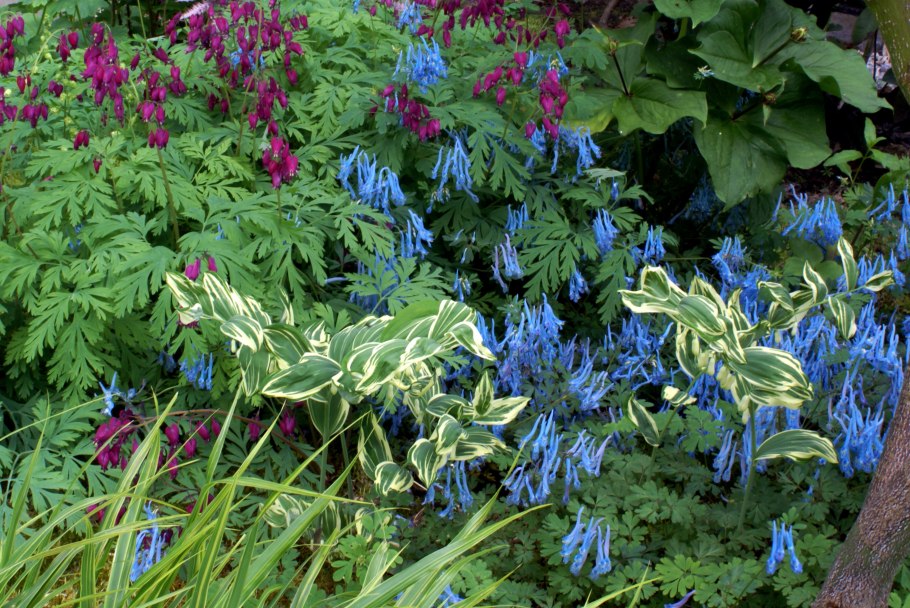 Буквица лекарственная (стахис, чистец)