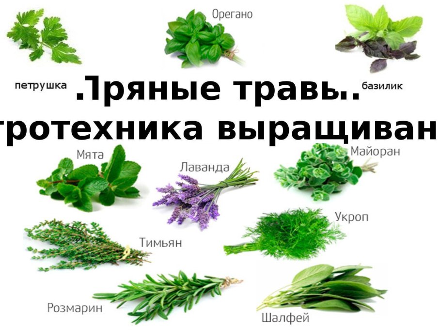 Лечебные растения