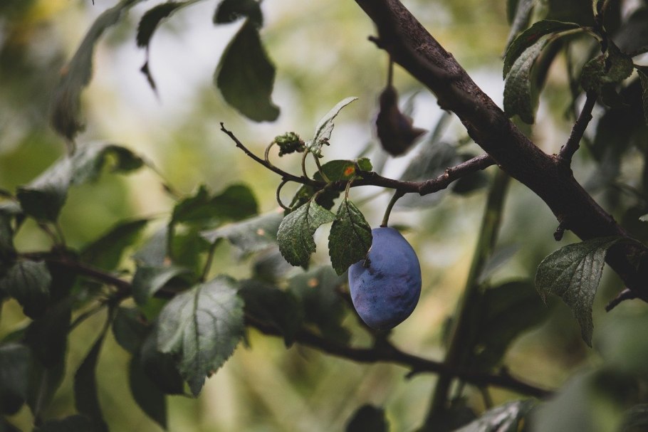 Терн (Prunus spinosa l.)