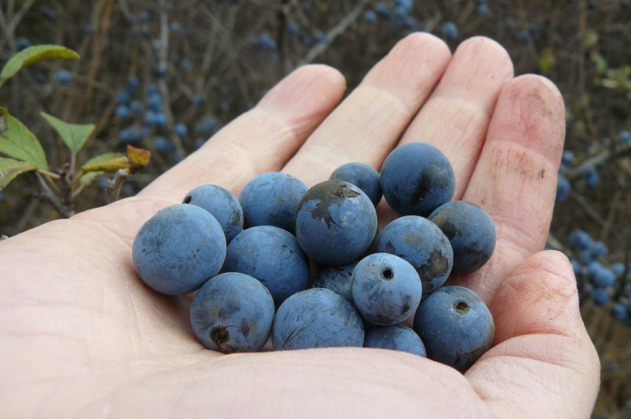 Терн съедобный