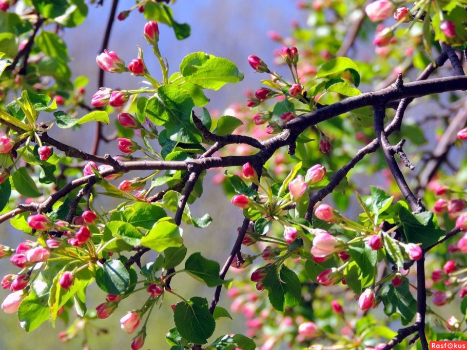 Терн (Prunus spinosa)