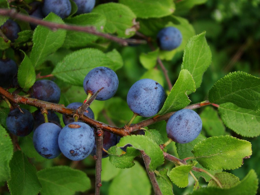 Слива колючая (терн) (prunus spinosa)