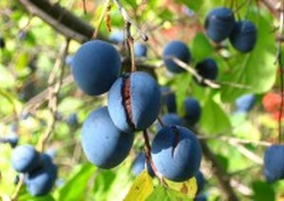 Слива венгерка московская