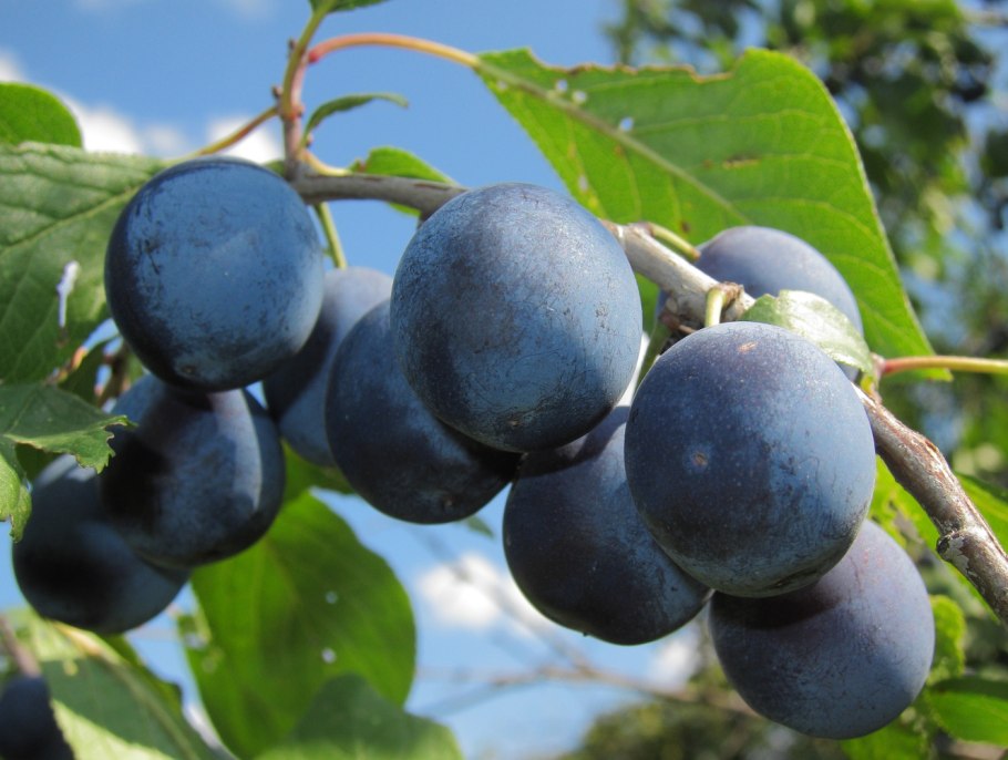 Слива колючая, Терн - Prunus spinosa побеги