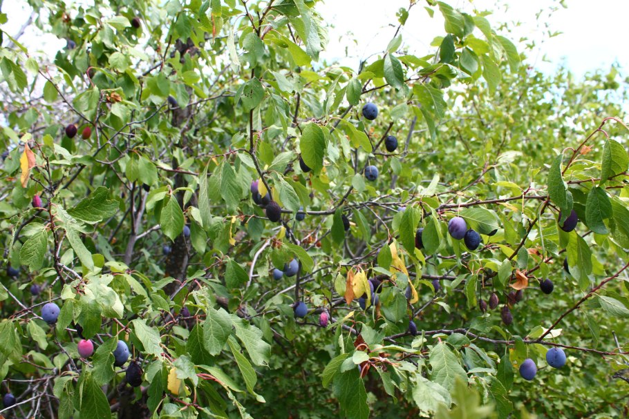 Дикая алыча дерево