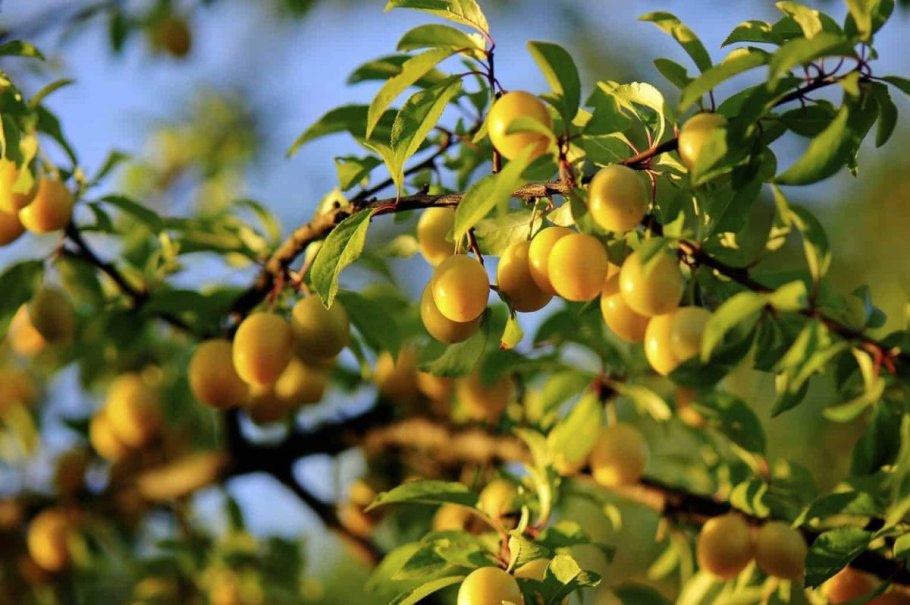 Слива дичка дерево