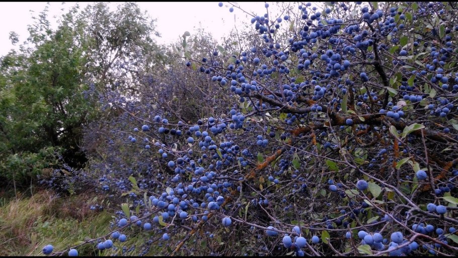 Слива колючая терн