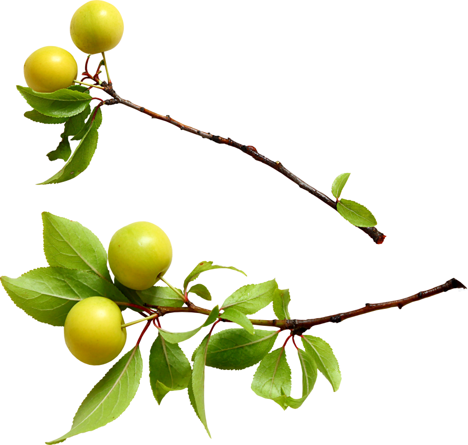 Терн (Prunus spinosa)