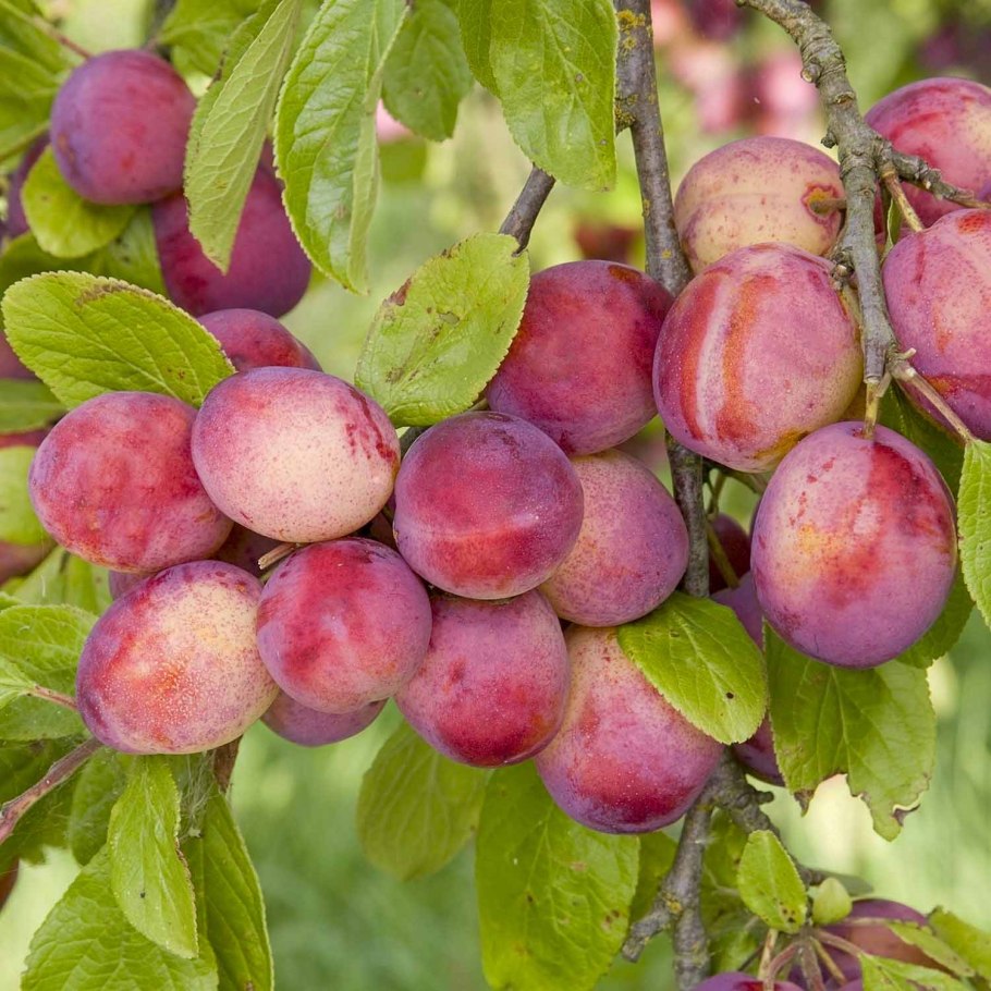 Косточковое дерево нектарин