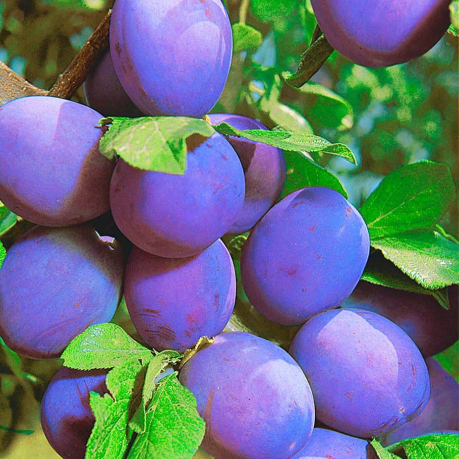 Саженцы абрикоса Фармингдейл