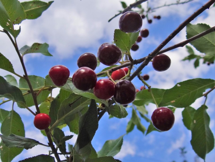 Слива Ренклод Харитоновский