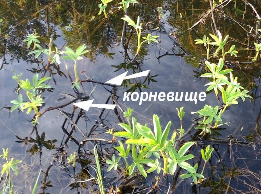 Potentilla Болотная