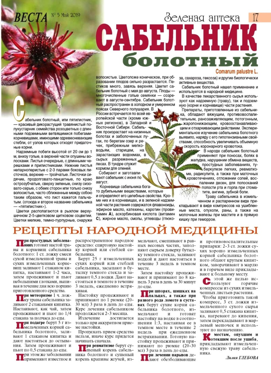Сабельник болотный Алтайский корень