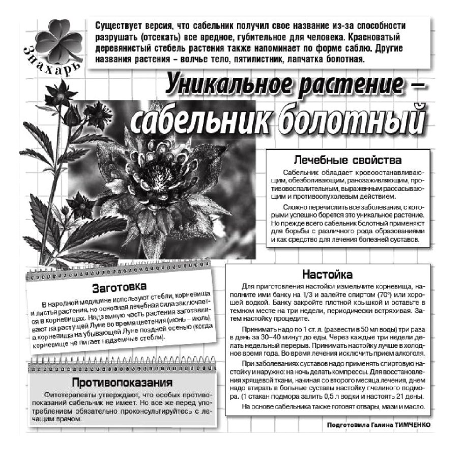 Сабельник болотный Ботанический рисунок