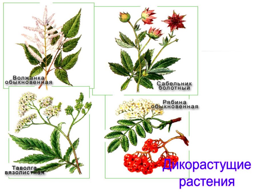 Сабельник листья