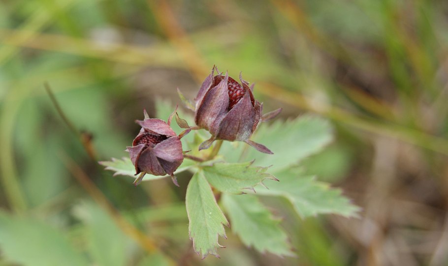 Е. palustre