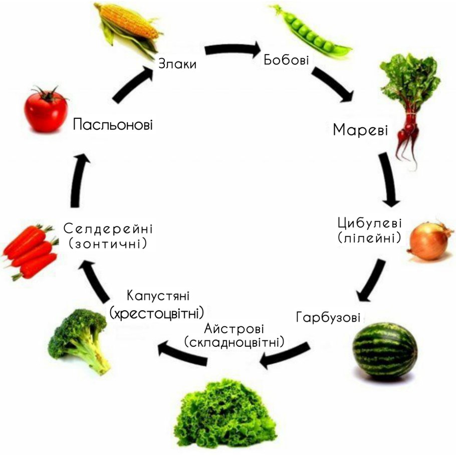 Пропашные культуры список растений