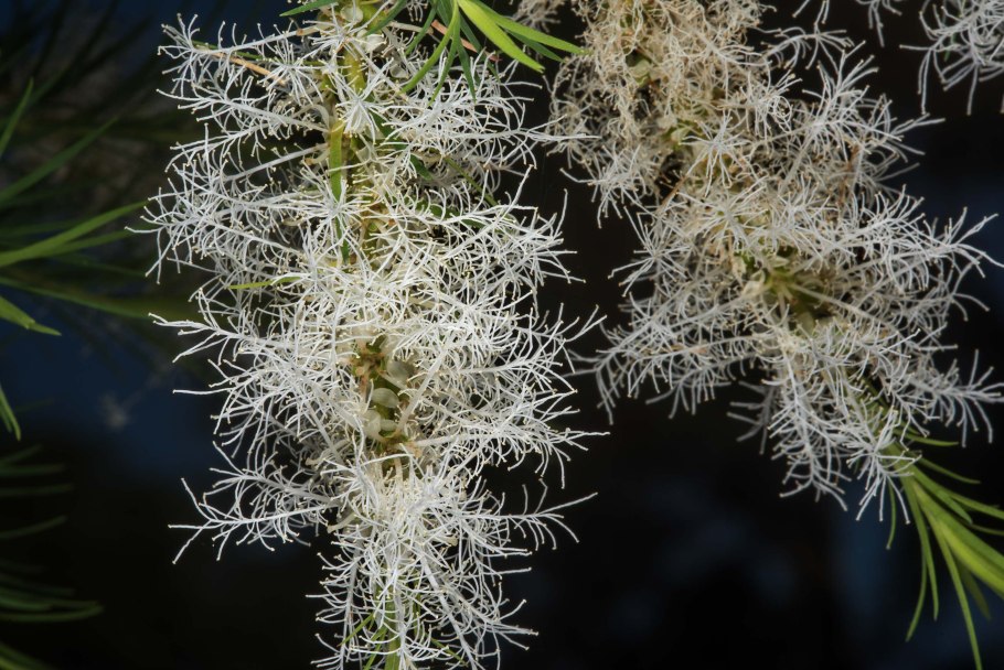 Melaleuca hypericifolia в горшке в домашних условиях