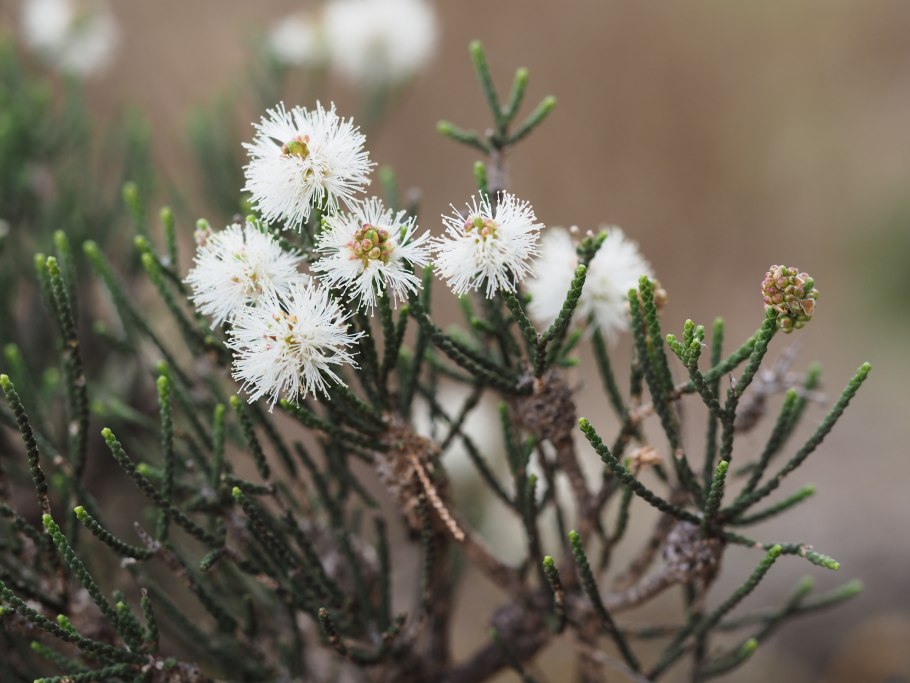 Чайное дерево Melaleuca alternifolia