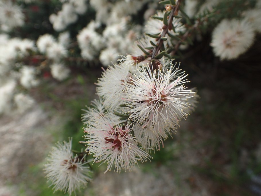 Melaleuca alternifolia листья