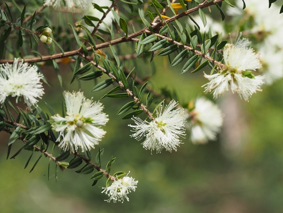 Melaleuca armillaris