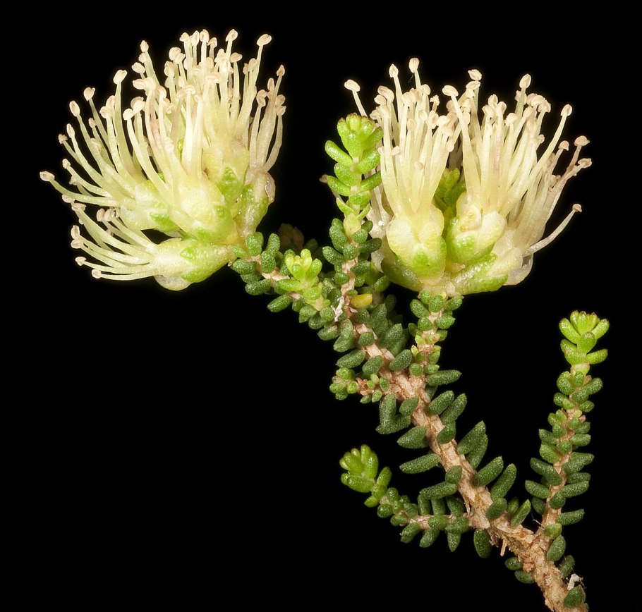 Melaleuca incana