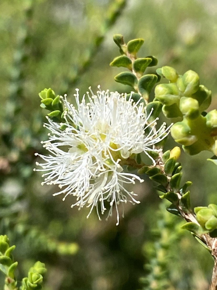 Melaleuca bisulcata