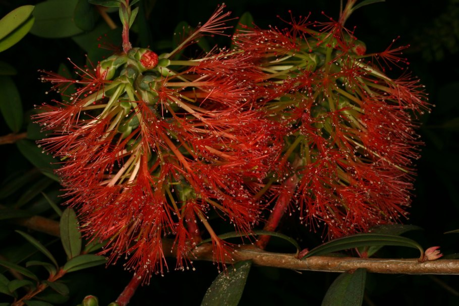 Мелалеука вересколистная