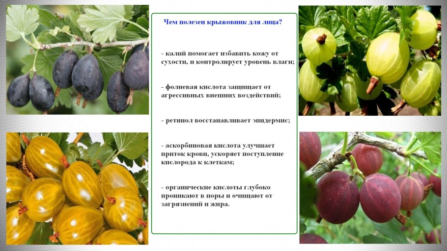 Крыжовник черный Негус