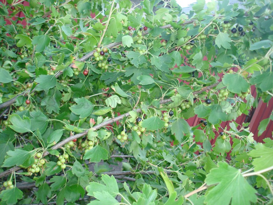 Плодовые кустарники (смородина, крыжовник, жимолость)
