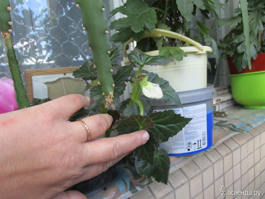 Посев абутилона кипятком покажи видео