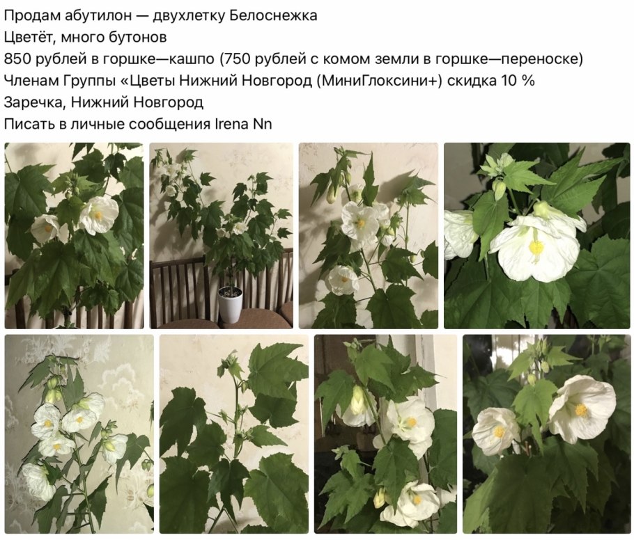 Укоренить клен японский