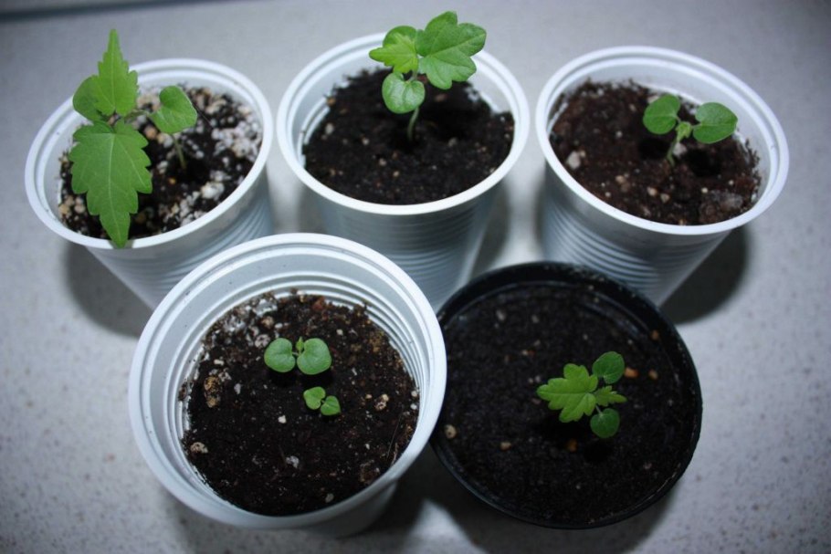 Абутилон Росток