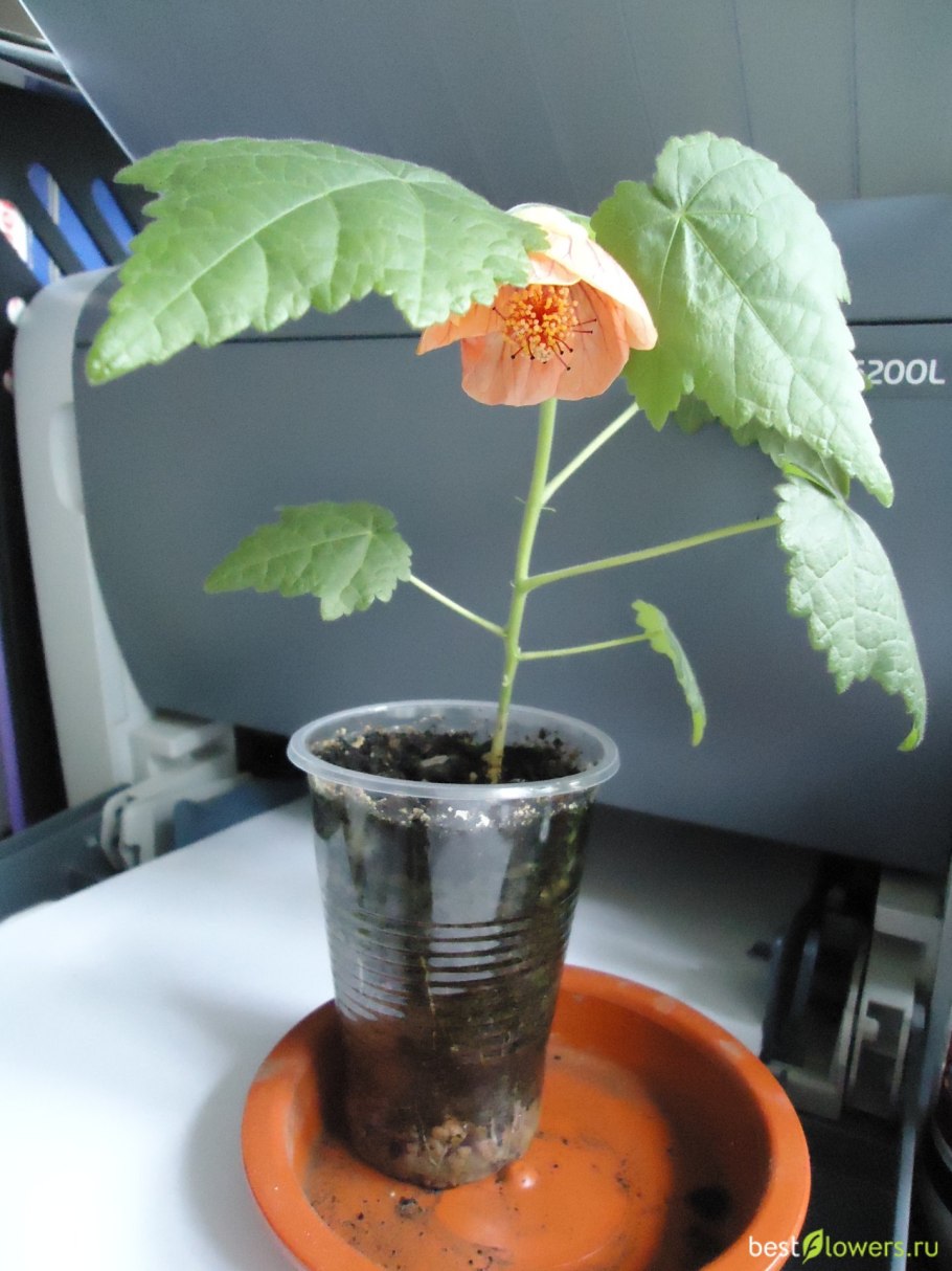 Абутилон отросток